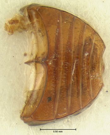 Media type: image;   Entomology 33317 Aspect: abdomen ventral view